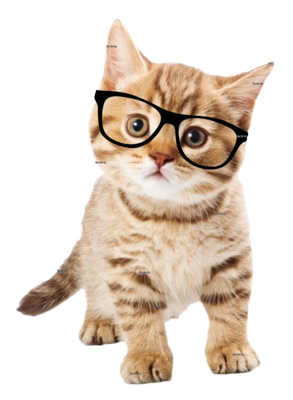 vloerkleed met afbeelding van hond en poes hihi 2048 vloerkleed met afbeelding van hond en poes hihi 2048