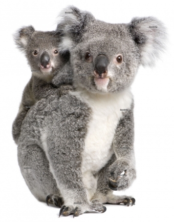 Strijkapplicatie Koala
